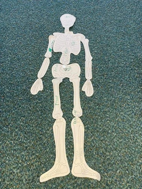 Paper skeleton model labelled with the bones of the human body